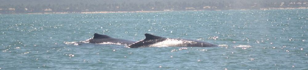 Whalewatching Bahia Urlaub in Bahia